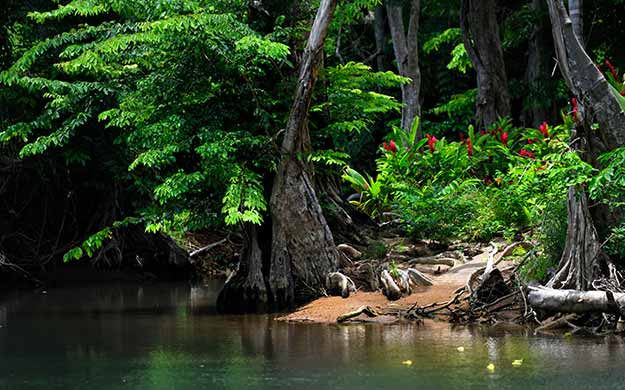 Guadeloupe Dominique Excursion Riviere Indienne - Catlante
