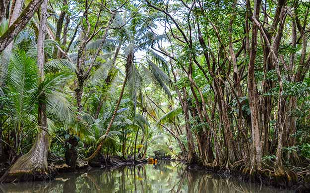 Guadeloupe Dominique Croisiere Excursion Rivere Indienne - Catlante