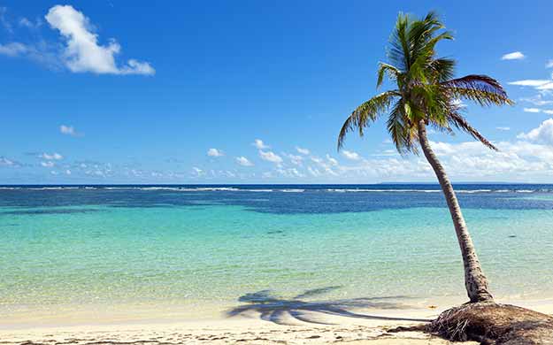 Guadeloupe Palmier sur la Plage Escale en Croisiere - Catlante