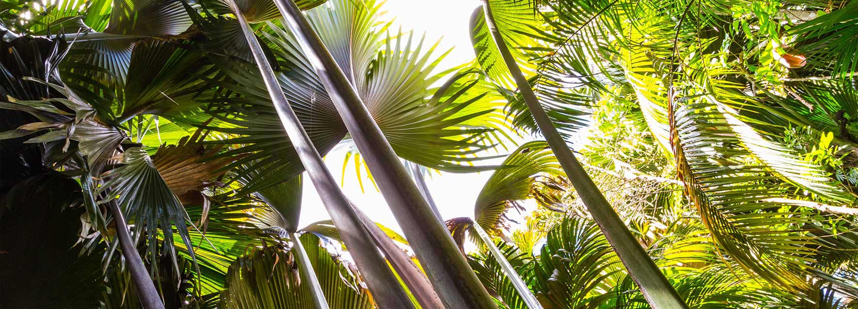 Seychelles Vallee de Mai - Catlante