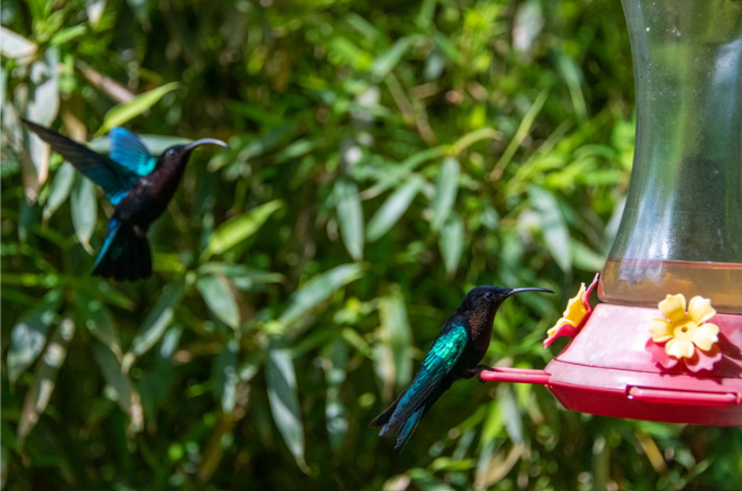 Les jardins botaniques : un trésor de biodiversité - Catlante