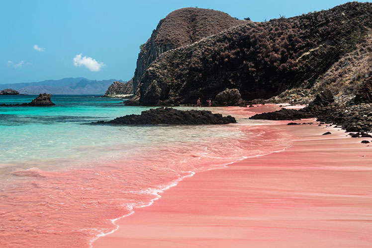 La plage rose : trésor fragile de la Méditerranée