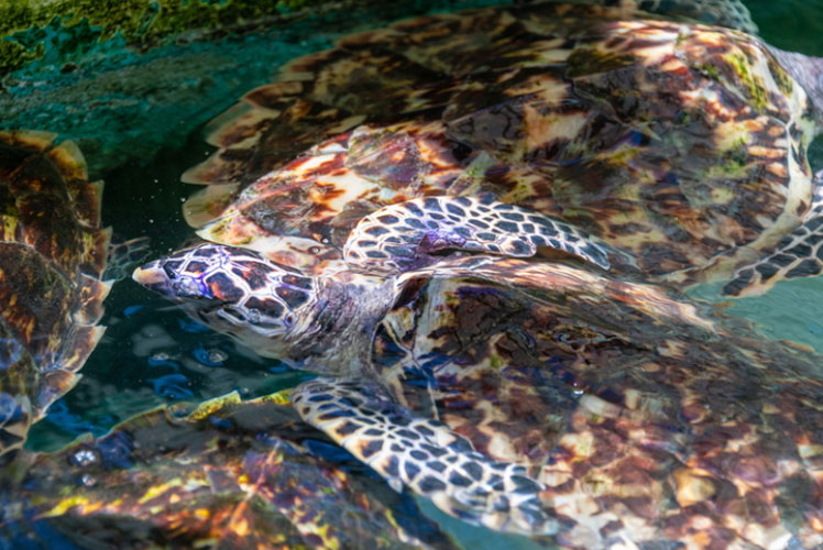 Baradal : rencontrer les tortues (sans les déranger) - Catlante