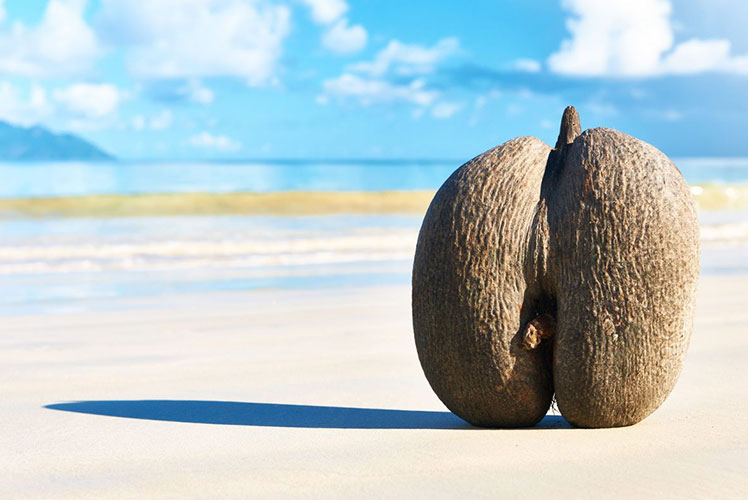 Un Fruit aux Formes Suggestives