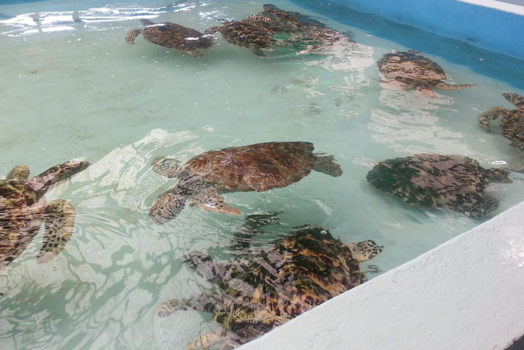 Le sanctuaire des tortues de Bequia : une belle initiative