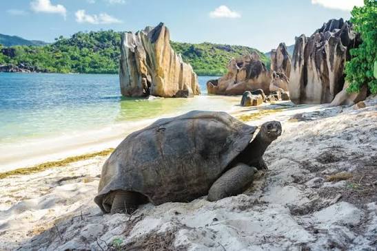 Une faune incroyable : oiseaux rares et tortues géantes