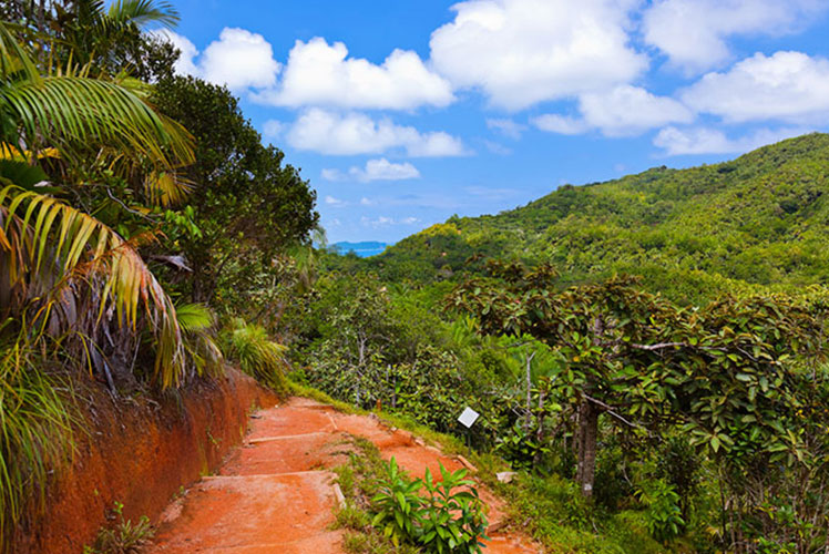La Vallée de Mai : un trésor du patrimoine mondial de l'UNESCO
