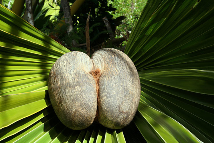 Le Coco de mer : le roi des palmiers de Praslin