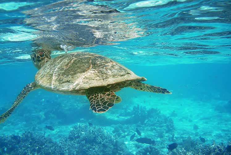 Des reptiles taillés pour la mer - Catlante