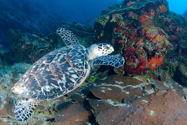 La tortue à dos plat : l'Australienne - Catlante