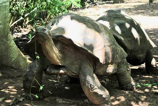 tortues géantes d'Aldabra